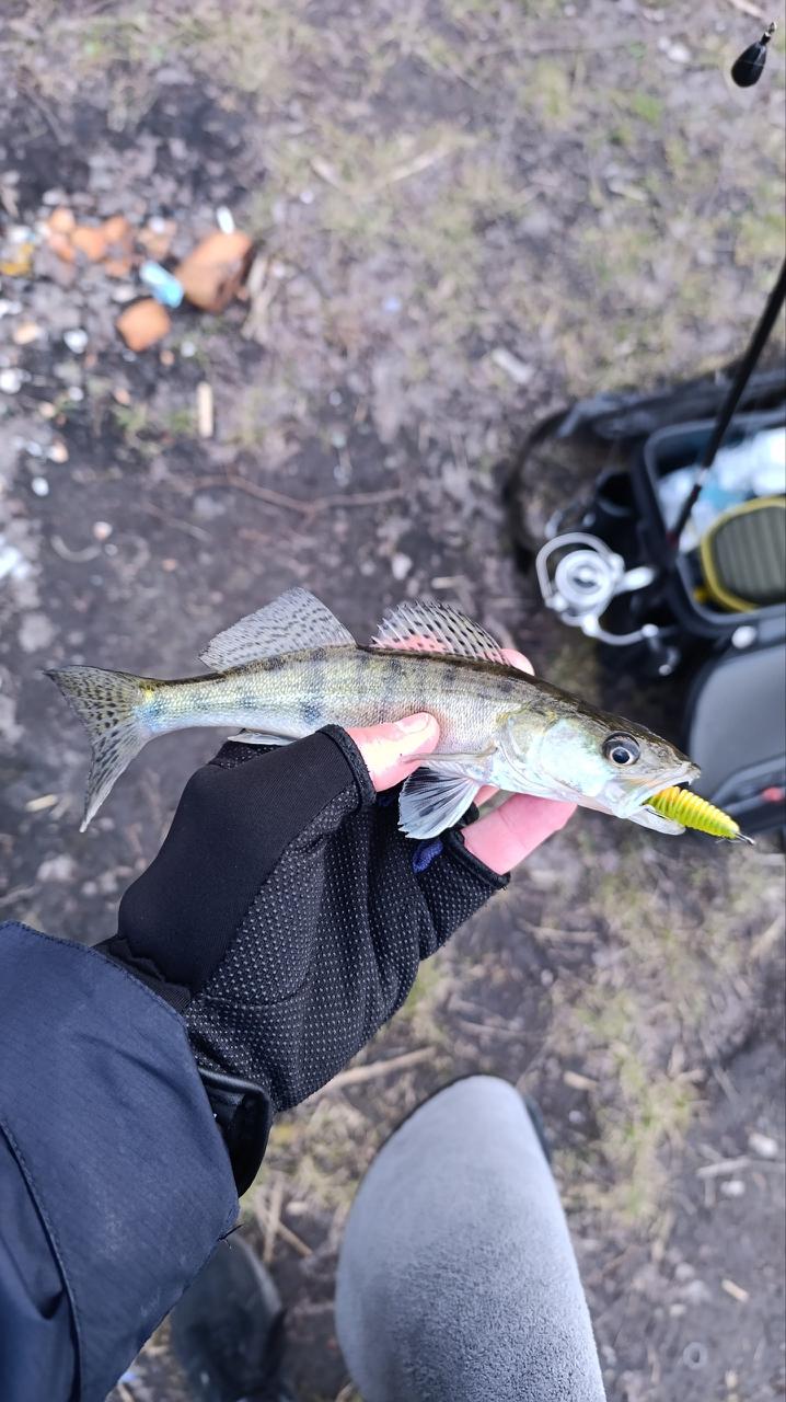 Судак — улов на Кільчень (Підгородне), Дніпропетровська обл., 21.03.2026