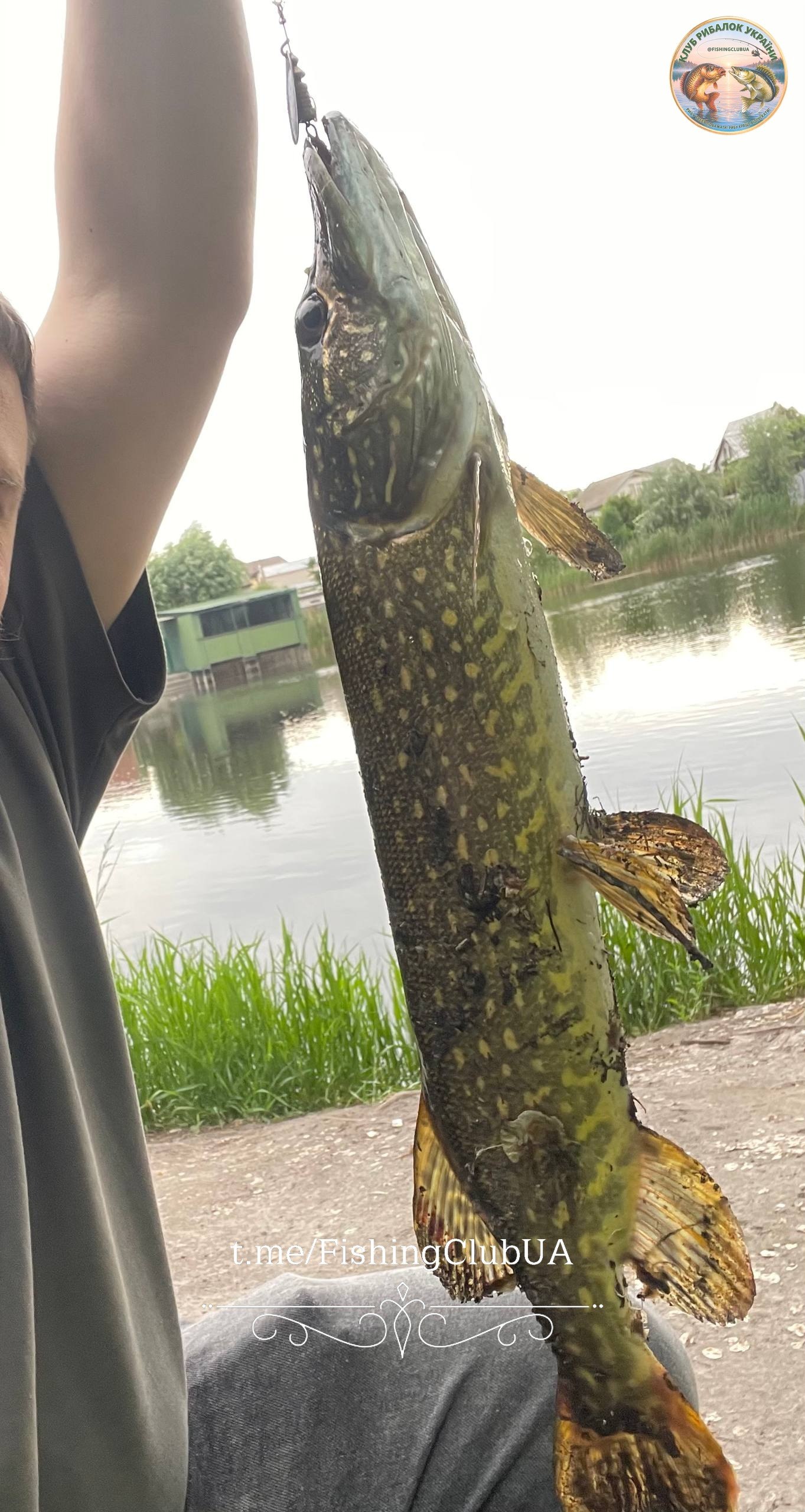 Щука — улов на Кільчень (Підгородне), Дніпропетровська обл., 27.05.2026