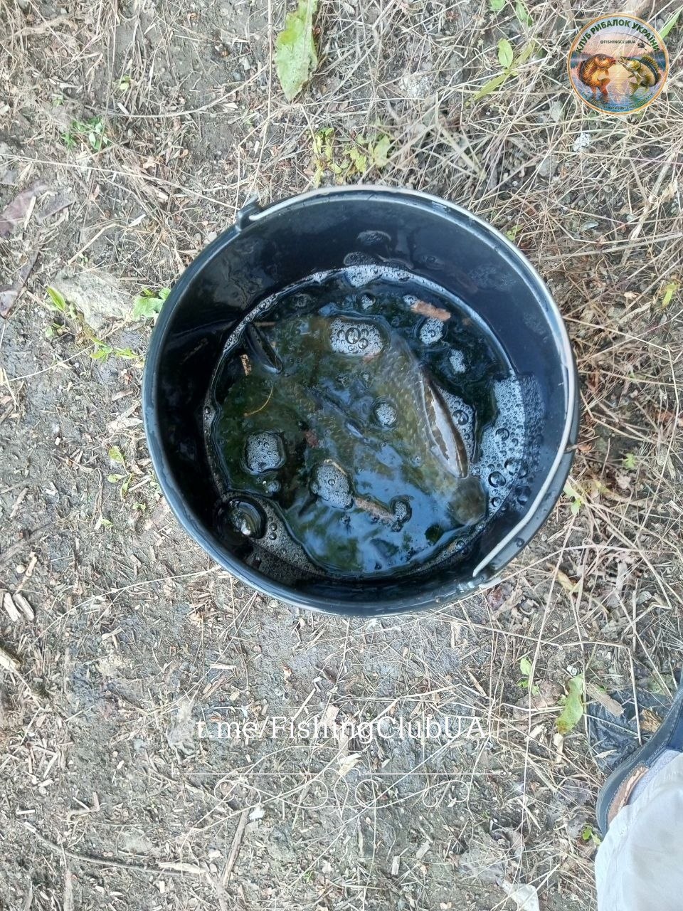 Карась — улов на Дніпро, Дніпропетровська обл., 20.06.2026