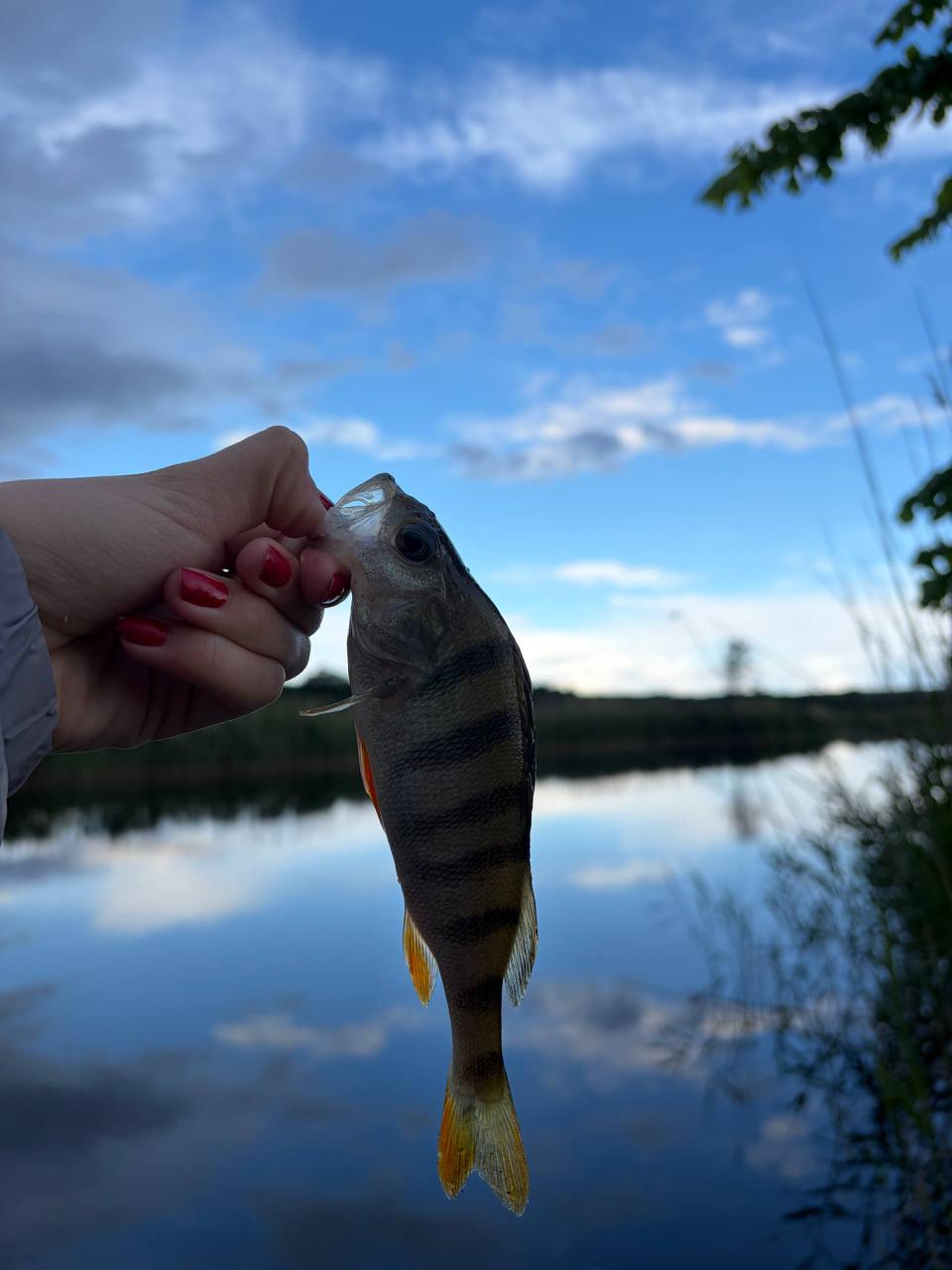 Окунь