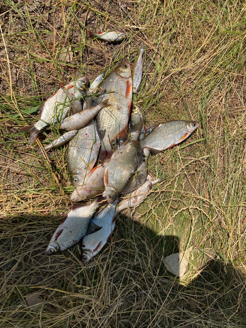 Судак — улов на річка Десна, Київська обл., 28.06.2026