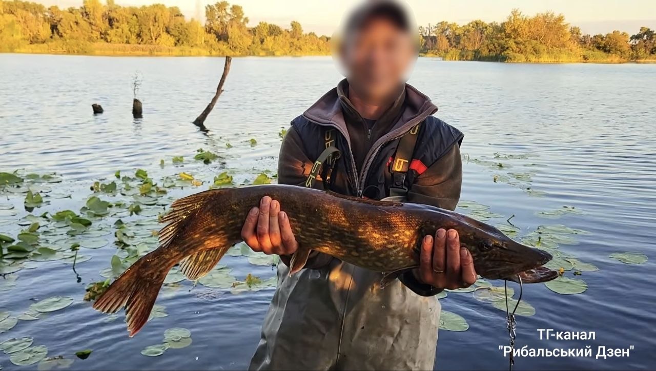Судак, 4.25 кг — улов на Канівське водосховище, Київська обл., 12.09.2026