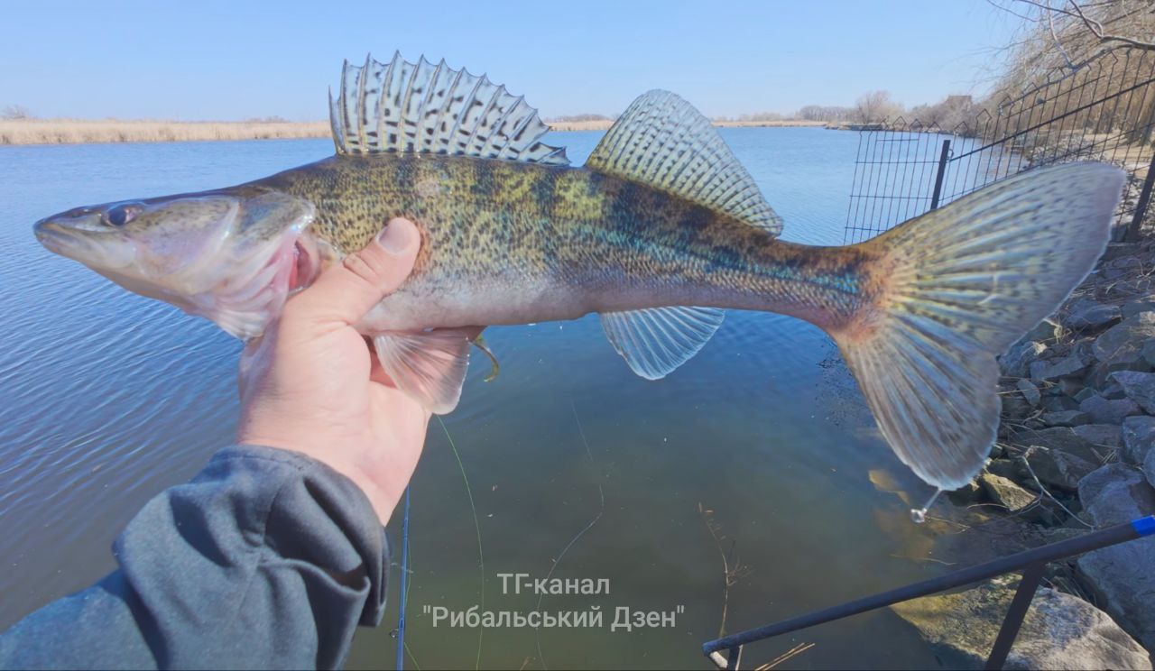 Судак — улов на Самара, Дніпропетровська обл., 15.03.2026