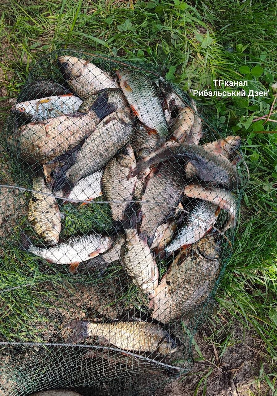 Улов, 5.5 кг — Колодіївка (Бакотська затока), Хмельницька обл., 02.06.2026