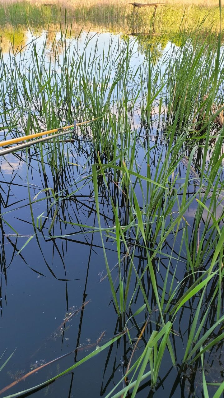 Улов — Кременчуцьке водосховище (річка Дніпро), Полтавська обл., 21.05.2026