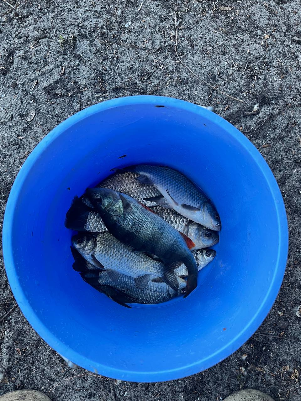 Окунь — улов на Кременчуцьке водосховище (річка Дніпро), Полтавська обл., 06.06.2026