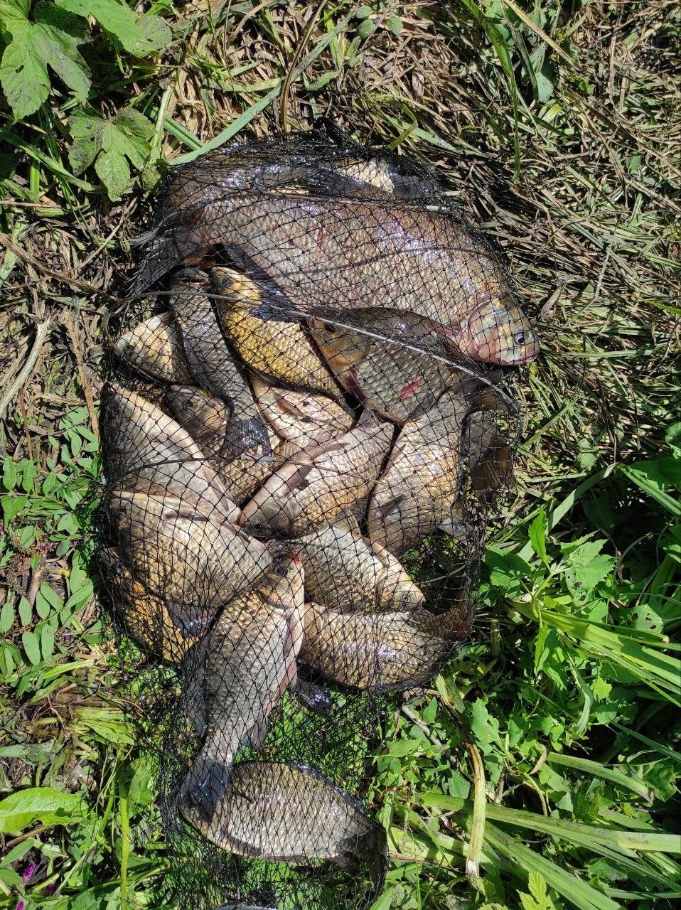 Карась