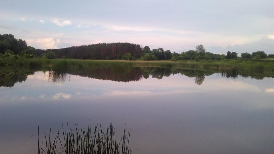 Білий амур