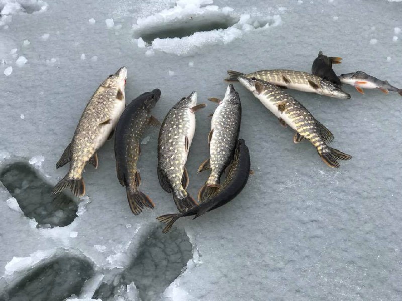 Окунь