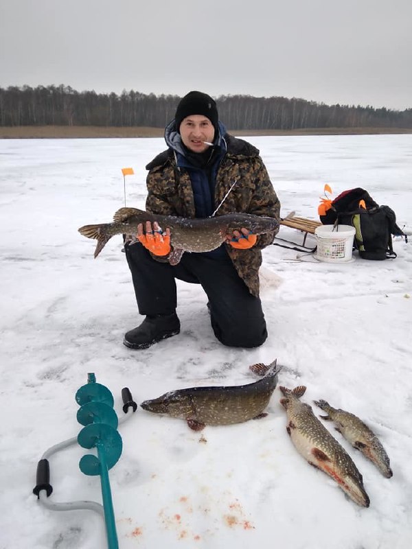 Щука