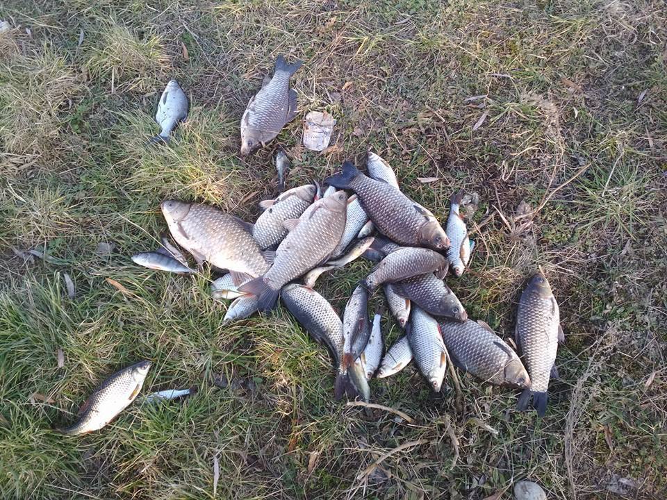 Карась