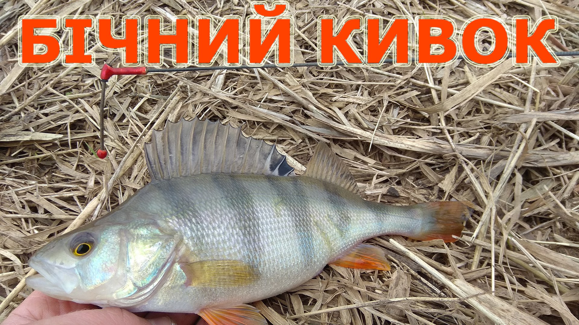 Верховодка