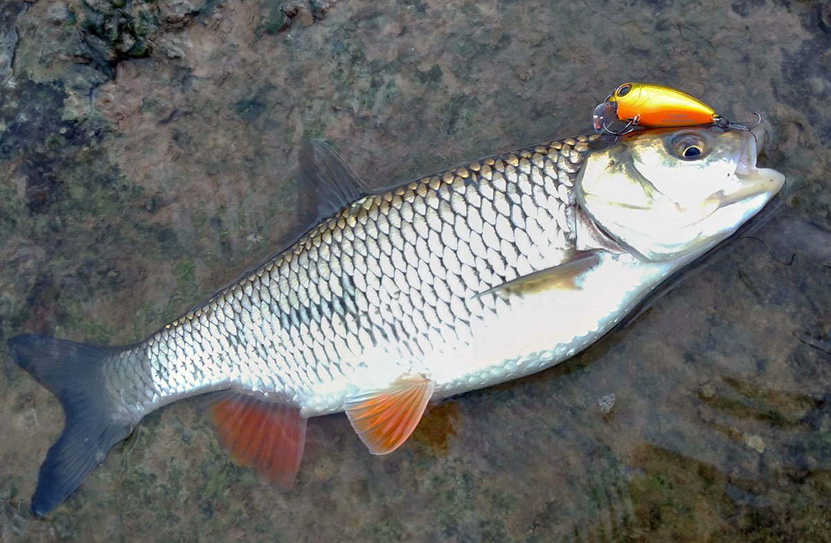 Головень