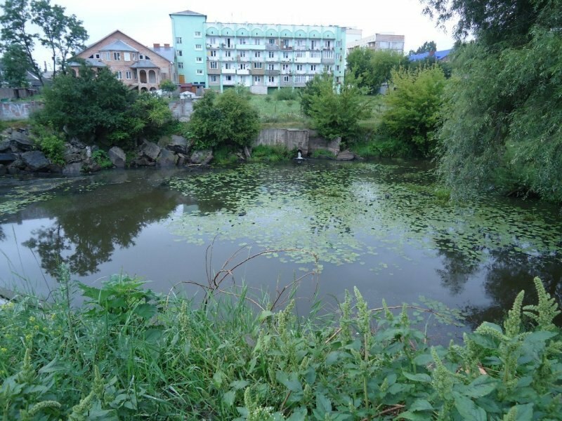 Сом