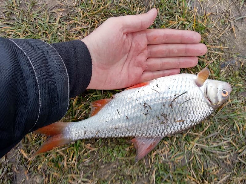 Плітка