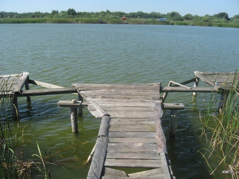 Густера