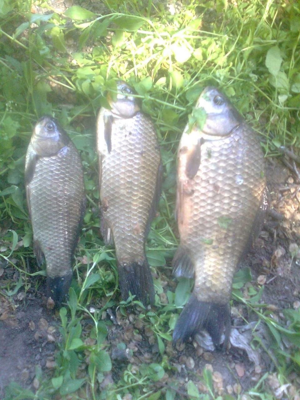 Улов — Новобаварське водосховище, Харківська обл., 17.06.2026