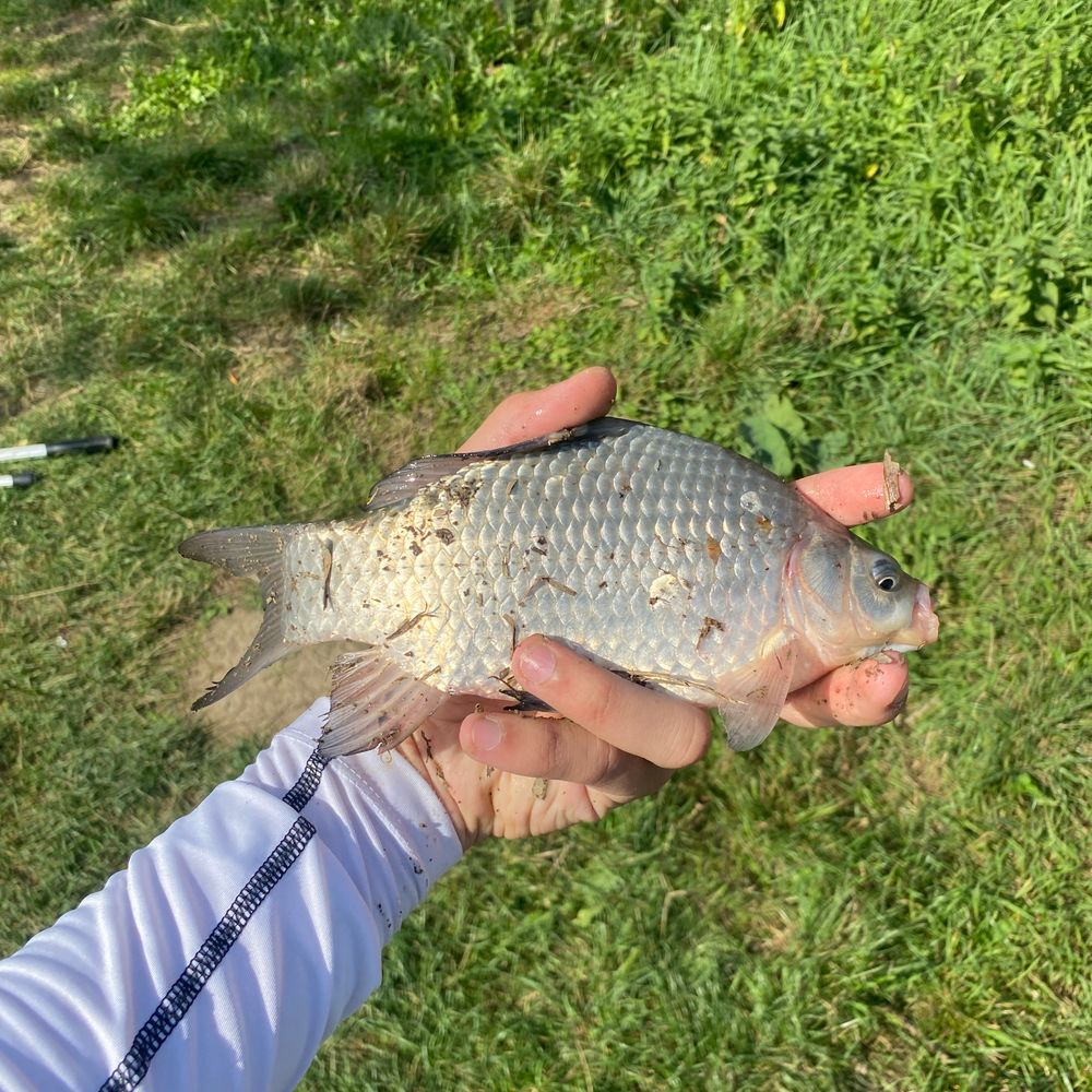 Карась