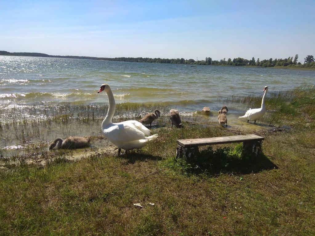 Самари (Озеро Лука)