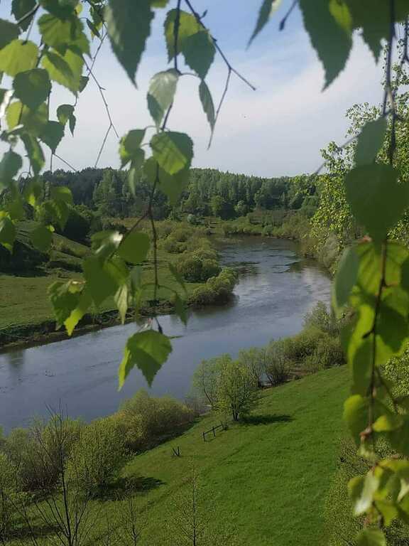 Курчиця крива