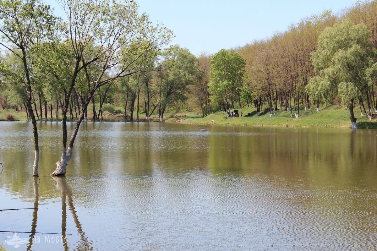 Ставок біля с. Івківці