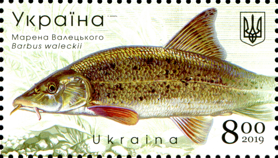 Марена Валецького