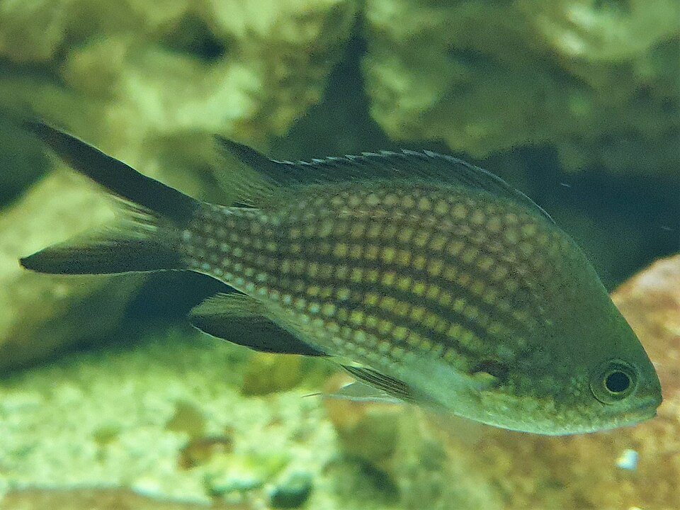Морська ластівка
