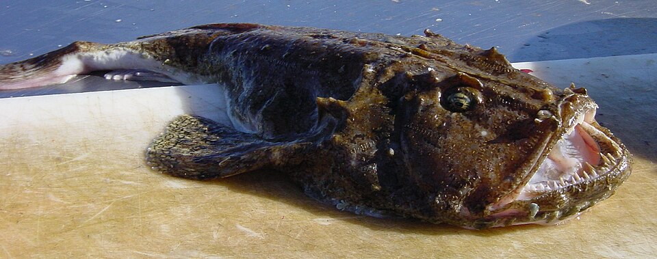 Морський чорт
