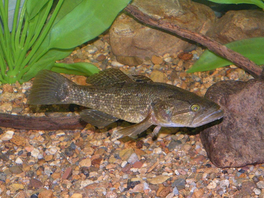 Ротань (Perccottus glenii) — риба, як виглядає
