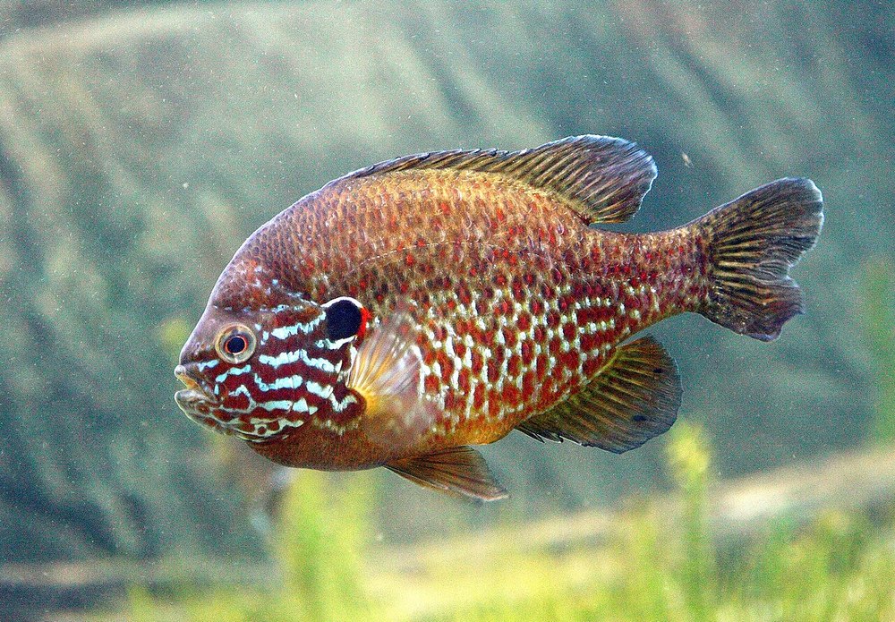 Сонячний окунь (Lepomis gibbosus) — риба, як виглядає