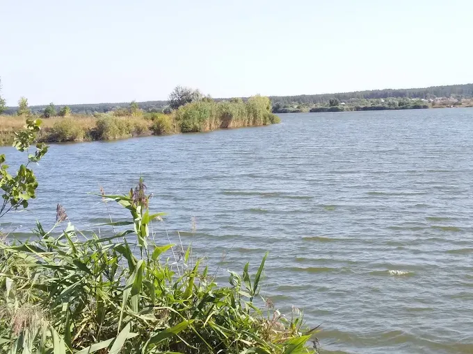Ставок Камплиця (Задонецьке), Харківська — риболовля, фото 8
