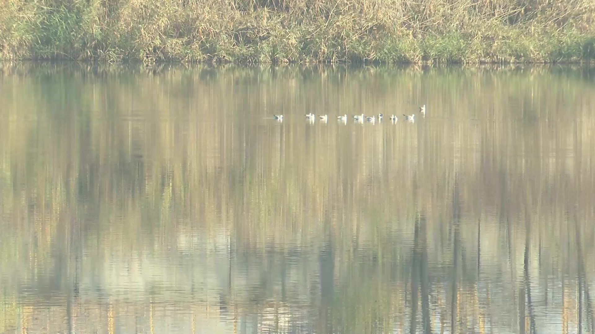 Дніпро (Озеро Котлован), Дніпропетровська обл. — риболовля, фото 4