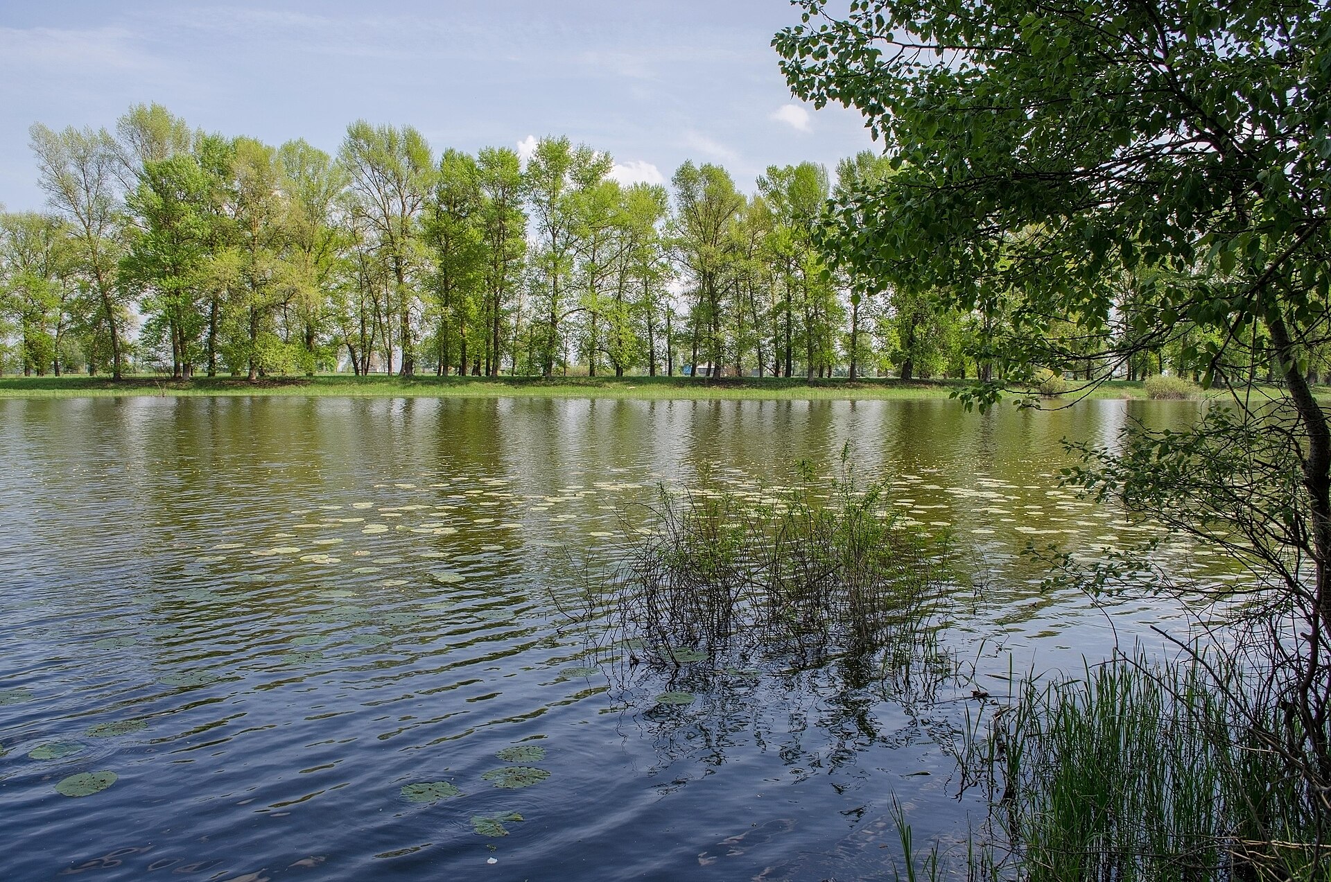 Глушець