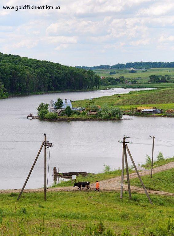 Карпівці (під лісом)