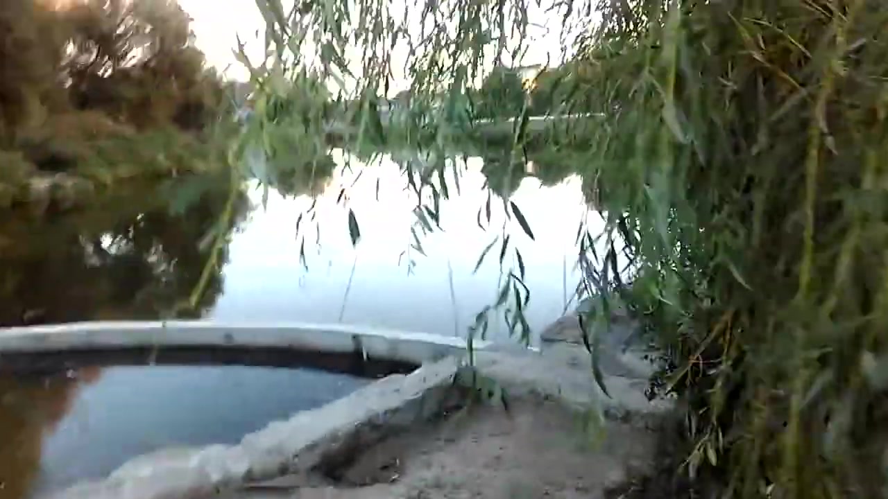 Вислобоки