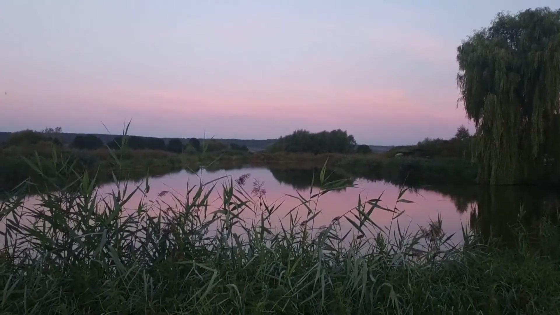 Ставок Звенигород (за фермою), Львівська обл. — риболовля, фото 3