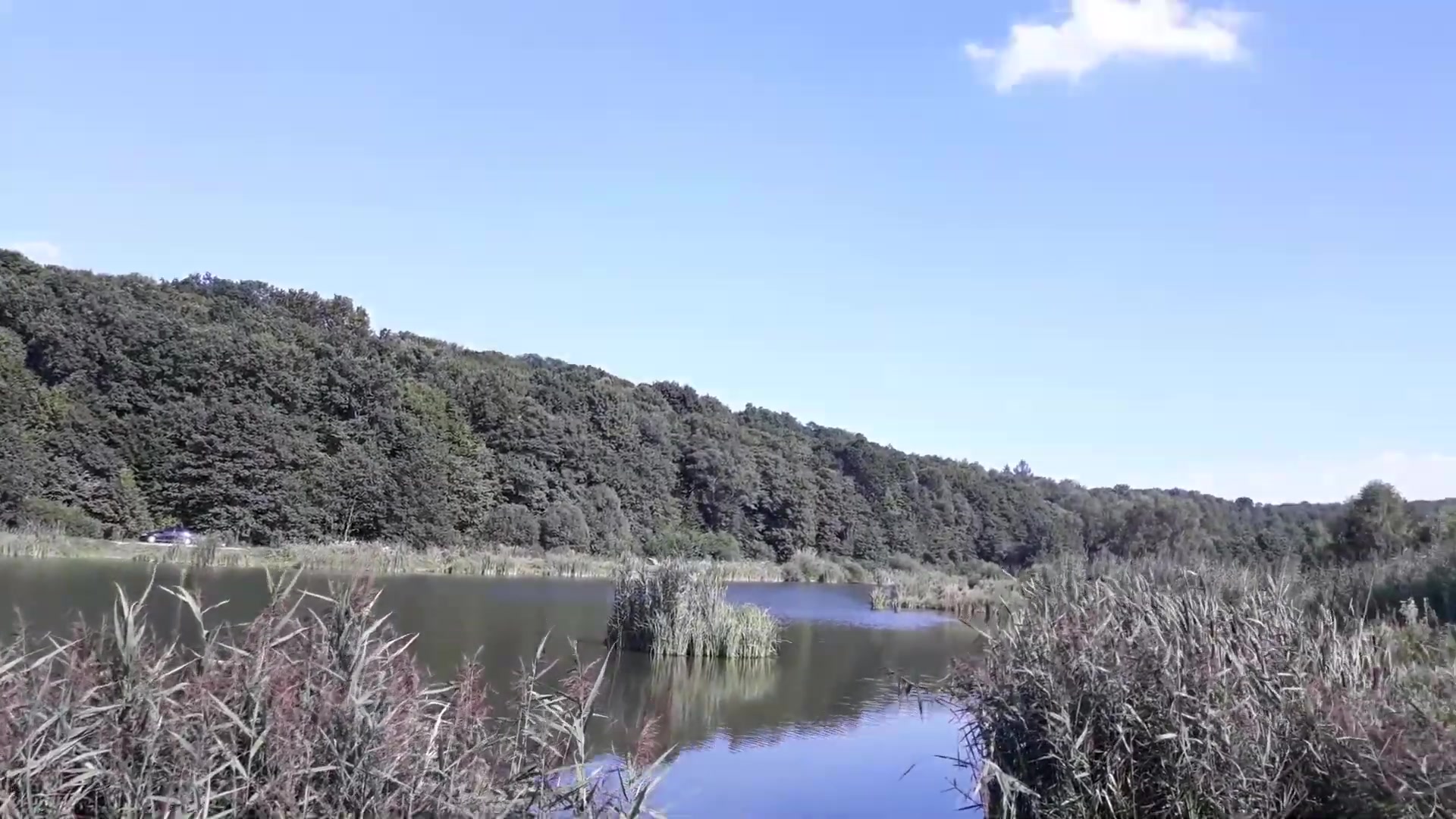 Ставок Лагодів (Хутір Добра), Львівська обл. — риболовля, фото 5