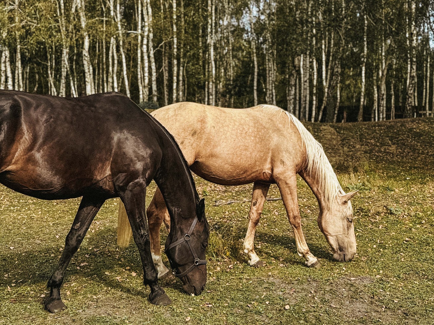 Бородянка (Озеро «Торфяне»), Київська обл. — риболовля, фото 20