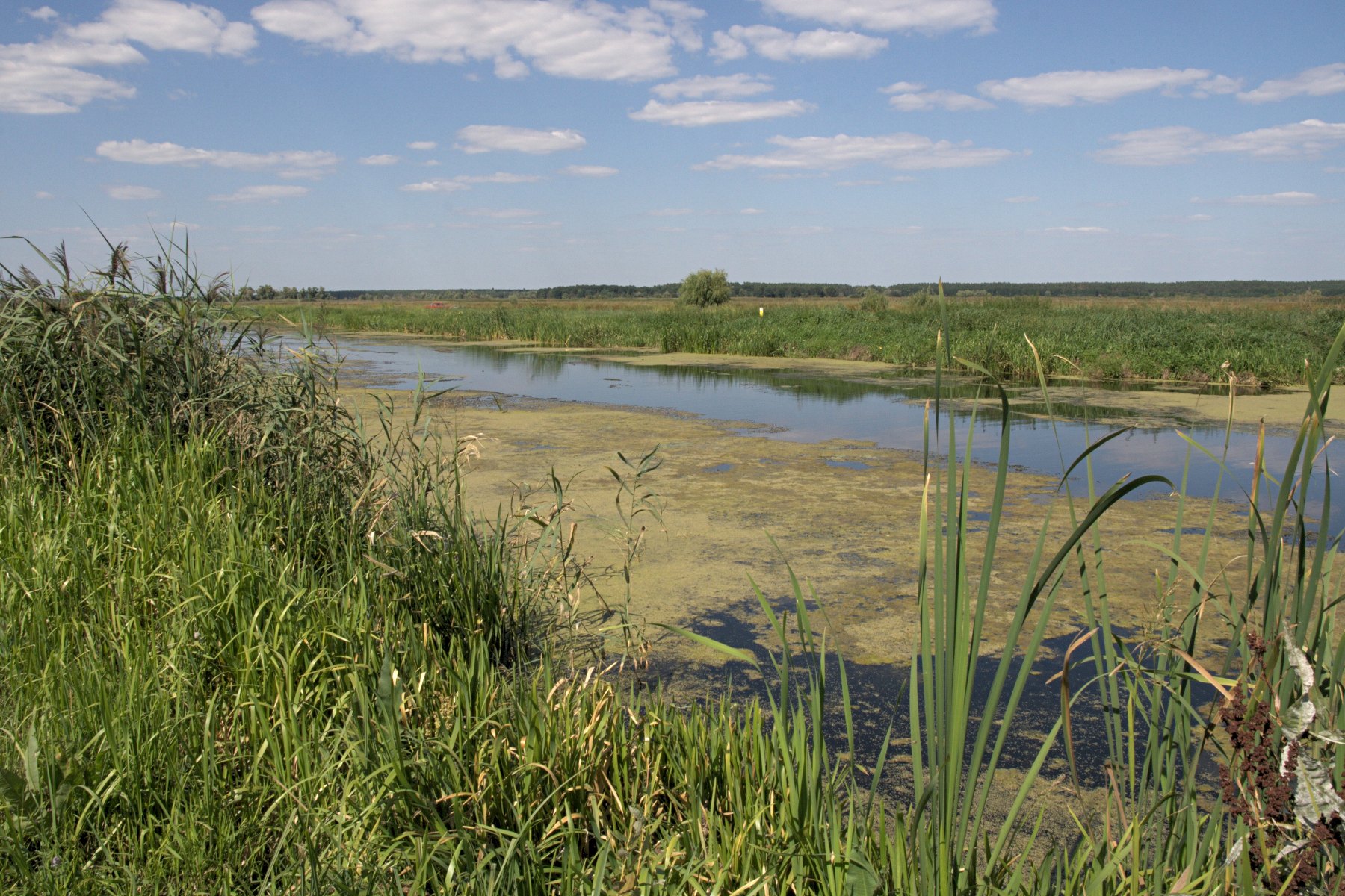 Ріка Борщів (р. Трубеж), Київська обл. — риболовля, фото 3