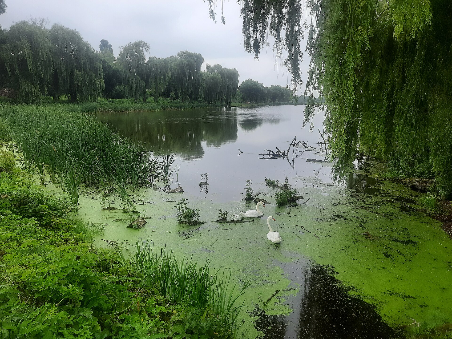 Ставок Летава, Хмельницька обл. — риболовля, фото 2
