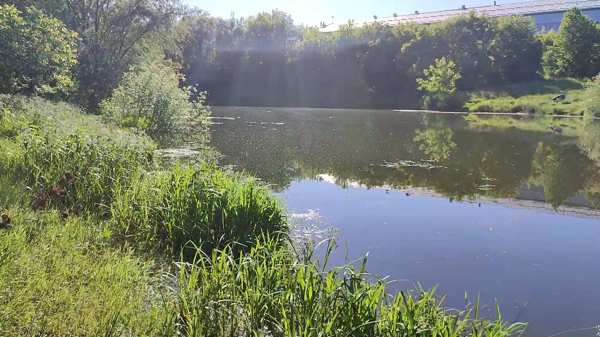 Ставок Вінниця (Газконтора), Вінницька обл. — риболовля, фото 3