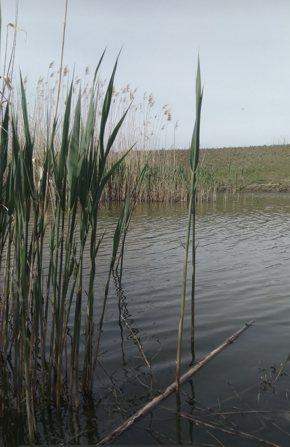 Озеро Водойма "Трофейна риболовля", Одеська обл. — риболовля, фото 7